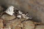 Apotomis turbidana