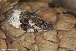 Apotomis turbidana