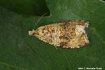 Syricoris lacunana - obaleč jahodníkový
