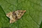Syricoris lacunana - obaleč jahodníkový