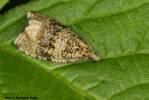 Syricoris lacunana - obaleč jahodníkový