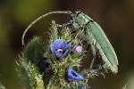 Phytoecia caerulescens caerulescens