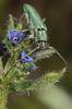 Phytoecia caerulescens caerulescens
