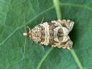 Syricoris rivulana - obaleč luční
