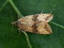 Celypha striana - obaleč pampeliškový