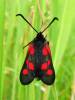 Zygaena lonicerae