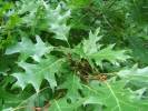 Quercus rubra - dub červený