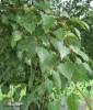 Betula pendula - bříza bělokorá