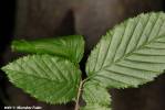 Orthosia cerasi - jarnice lipová