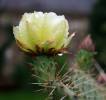 Opuntia phaeacantha - opuncie hnědoostná