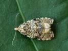 Syricoris lacunana - obaleč jahodníkový