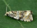 Syricoris lacunana - obaleč jahodníkový
