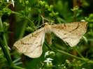 Hypoxystis pluviaria - zejkovec kručinkový
