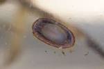 Acroloxus lacustris - Lake Limpet