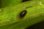 Acroloxus lacustris - Lake Limpet