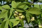 Ulmus minor - jilm habrolistý