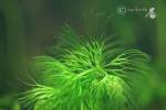 Ceratophyllum submersum - růžkatec bradavčitý