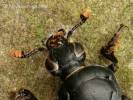 Nicrophorus humator - hrobařík černý