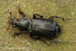 Nicrophorus humator - hrobařík černý