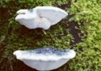 Postia caesia - Conifer Blueing Bracket