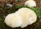 Postia ptychogaster
