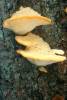 Climacocystis borealis