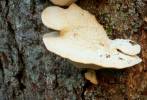 Climacocystis borealis