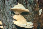 Climacocystis borealis