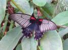 Papilio memnon agenor f. alcanor