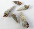 Zeacumantus diemenesis