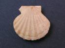 Antillipecten antillarum