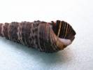 Batillaria multiformis
