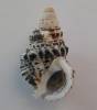 Cerithium litteratum - jehlanka písmenková