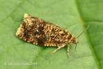Celypha siderana - obaleč tavolníkový