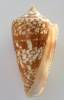 Conus amadis - homolice Amadova