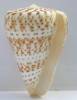 Conus pulcher - homolice velká