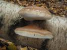 Piptoporus betulinus - Birch Polypore