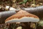Piptoporus betulinus - Birch Polypore