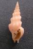 Drillia roseola