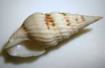 Drillia poecila