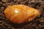 Protaetia cuprea obscura