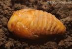 Protaetia cuprea obscura
