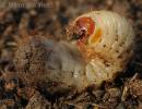 Protaetia cuprea obscura