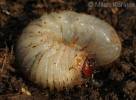 Protaetia cuprea obscura