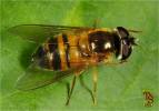 Epistrophe eligans