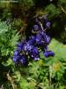 Aconitum firmum - oměj tuhý