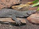 Varanus indicus - Mangrove Monitor