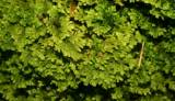 Trichocolea tomentella - pěknice plstnatá