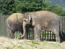 Elephas maximus indicus - slon indický