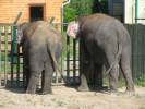 Elephas maximus indicus - slon indický